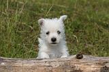 WESTIE 516
